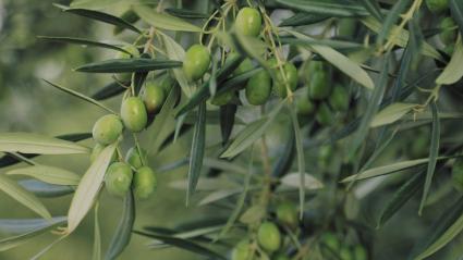 Olivos con aceitunas para aceite