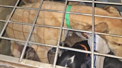 Cuatro vecinos de Mérida, investigados por caza furtiva con galgos en Llerena