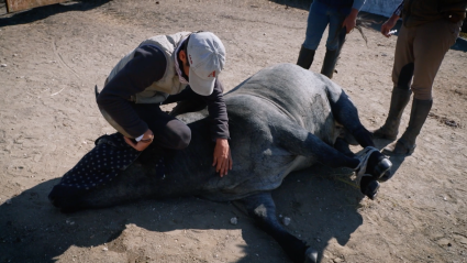 Toro bravo, Victorino Martín, Curas de peleas, Juan Bazaga, Tierra de Toros, Canal Extremadura