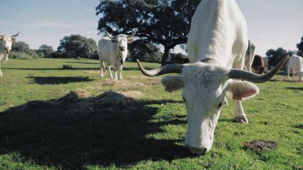 Vacas blancas cacereñas pastando en una finca