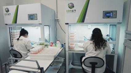 Técnicas trabajando en un laboratorio de genética vegetal