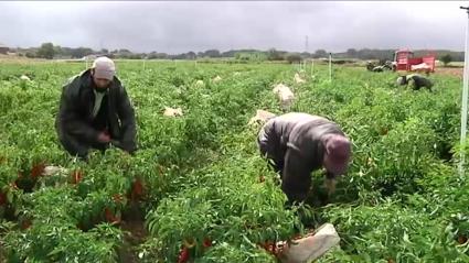 Arranca la negociación del convenio del campo