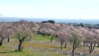 Muestra del Almendro en Flor en Garrovillas de Alconétar