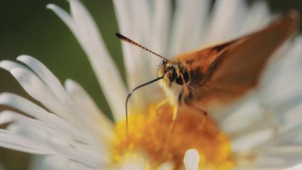 Insecto posado en una flor