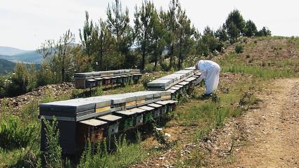 Apicultor trabajando en sus colmenas