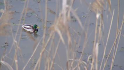 Pato a su paso por el río Guadiana en Badajoz