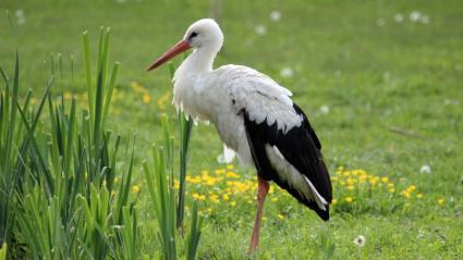 Cigüeña blanca ee el campo