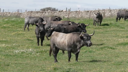 Las Tiesas, Carne d toro de lidia, Tiera de Toros, Juan Bazaga