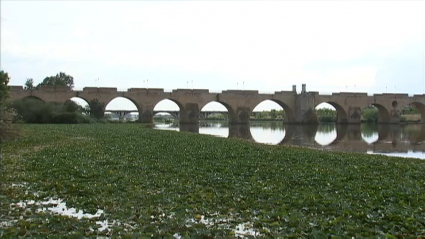 Camalote sobre el río Guadiana a su paso por Badajo, con el Puente de Palmas al fondo.