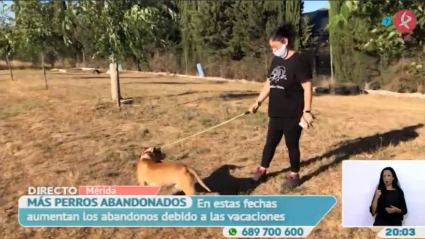 abandono de perros en Extremadura