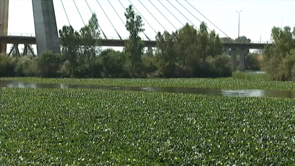 Nenúfar mexicano en aguas del Guadiana a su paso por Badajoz