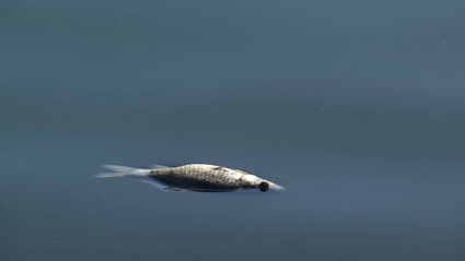 Peces muertos en el Guadiana