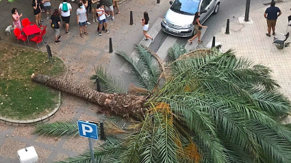 Palmera caída en Mérida