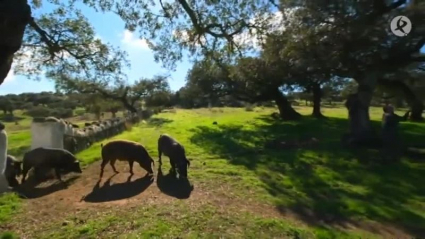 Cerdo ibérico  de la Sociedad Señorío de Montanera en la dehesa extremeña