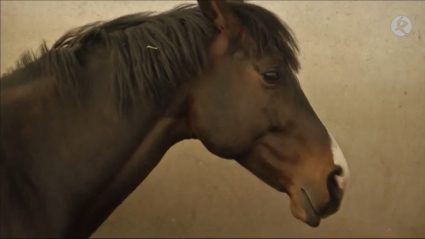 El caballo clonado que entrena en Cáceres