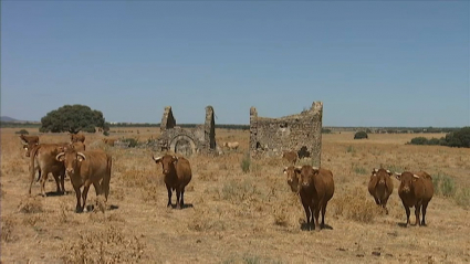 vacas en el campo