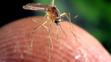 Imagen del tipo de mosquito que transmite el virus del Nilo