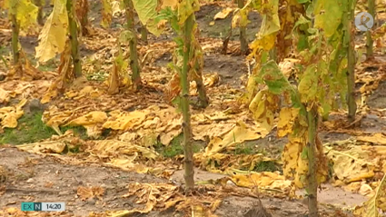 Plantas de tabaco dañadas tras las tormentas de la semana pasada