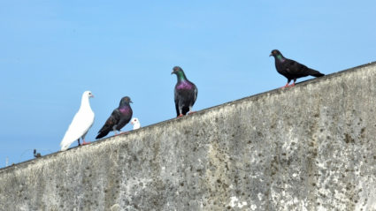 Cuatro palomas en un muro