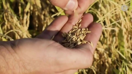 granos de arroz recién recolectado en Extremadura