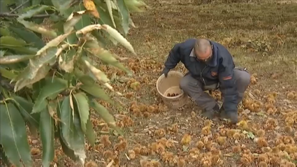 Agricultor recogiendo castañas en el inicio de la campaña en la provincia de Cáceres