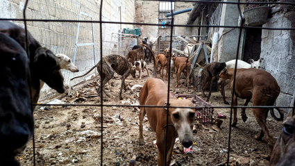 Perros rescatados en Mérida