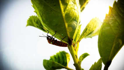 insecto en la rama de una planta