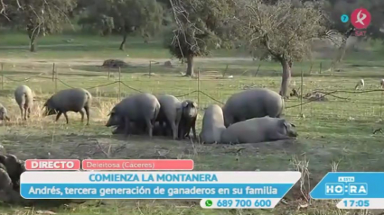 Montanera en Deleitosa