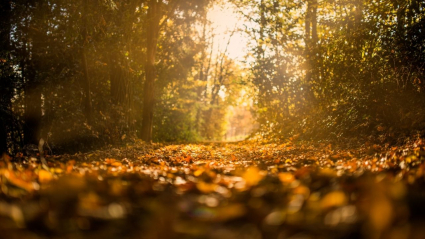 camino en un bosque en otoño