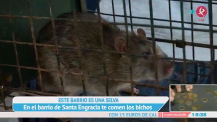 Ratas y culebras en Santa Engracia