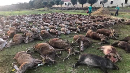 Imagen de la montería publicadas en Facebook y recogida por el portal luso RTP