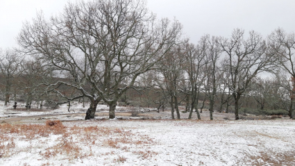 Piornal, cubierta por un ligero manto de nieve