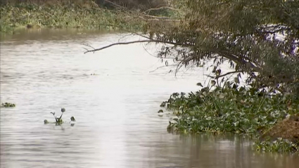 Tramo del río Guadiana con camalote, meses atrás