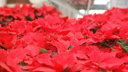 Flor de pascua