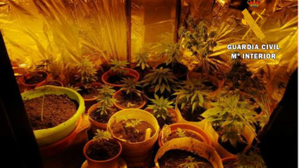 Plantación de marihuana hallada en la casa del detenido