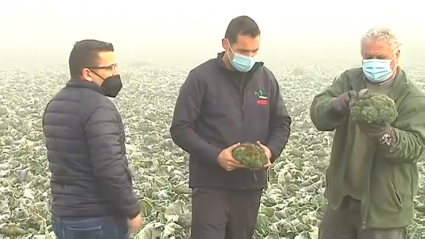 Agricultores en una explotación de brócoli de Medellín afectada por las heladas