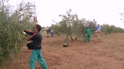 Trabajadores del campo extremeño en el olivar