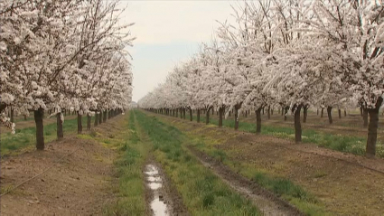 La primavera anticipada preocupa a los agricultores extremeños