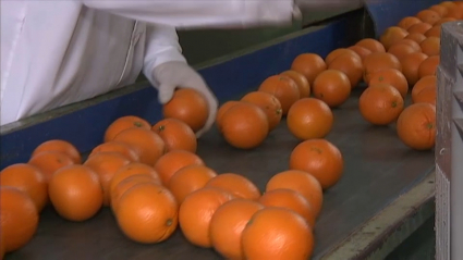 La naranja de Montijo, la estrella del invierno