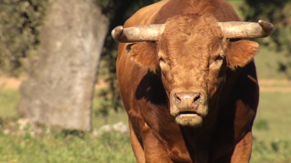 Tierra de Toros en la ganadería de Bernardino Píriz 