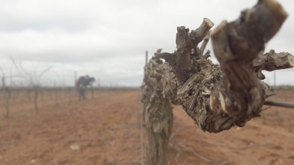 BODEGAS LA PELINA MATANEGRA USAGRE