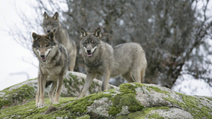 lobo iberico wikipedia