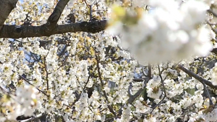 Cerezos en Flor