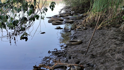 Parte de los neumáticos arrojados al río Guadiana a su paso por Mérida