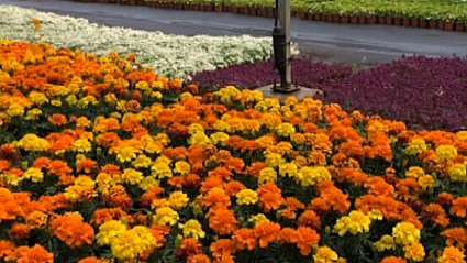 Las plantas del vivero provincial están listas para lucir en pueblos de la provincia de Cáceres