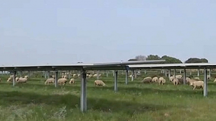 La imagen de las ovejas pastando bajo placas solares ya es habitual en Logrosán