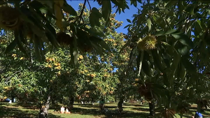 Campo de castaños