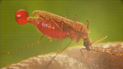 Mosquito que transmite la malaria