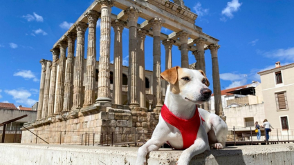 El perro Piper delante del Templo de Diana de Mérida