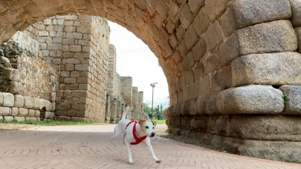 Pipper en Mérida